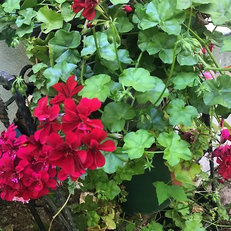 Dolunay Appart hôtel