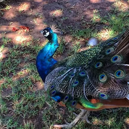 Dolunay 3* Çıralı