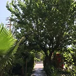 Dolunay Çıralı
